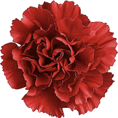 Carnation